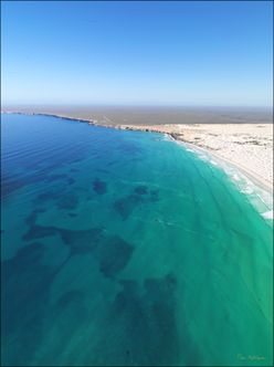 Whales - Head of Bight - SA SQ V (PBH3 00 28956)